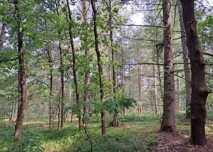 Auguste Munster im Heidekreis